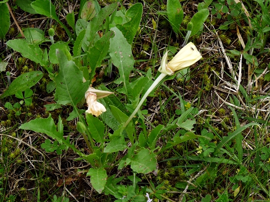 {Oenothera triloba}